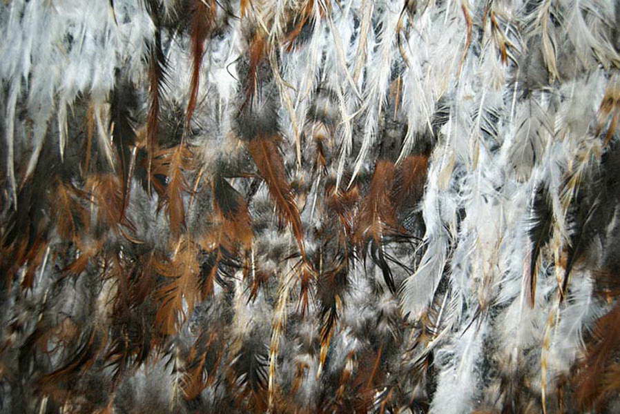 145X125 cm Songs1 - Fragment1 Feathers on canvas 2011